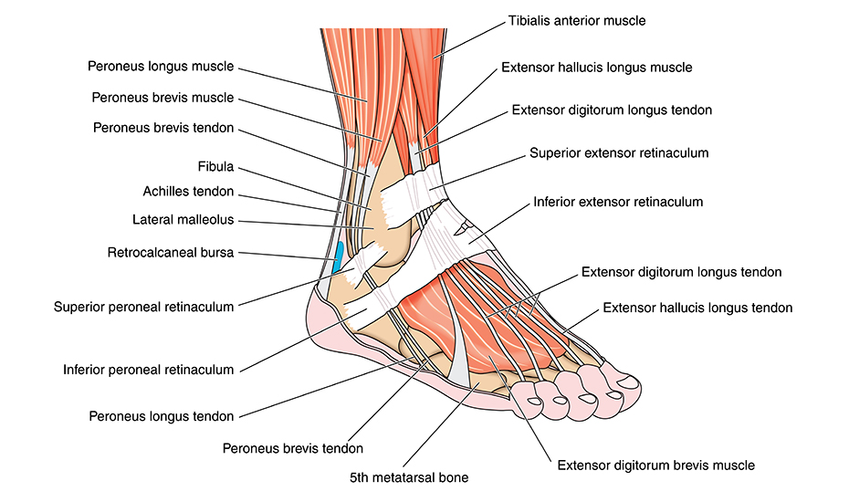 ce să facă durere articulația piciorului